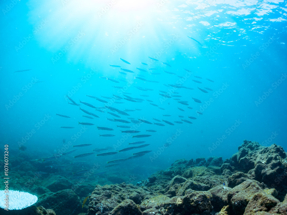 迫力あるタイワンカマス(カマス科)他の群れ。
英名学名:Yellowtail barracuda (Sphyraena obtusata)
静岡県伊豆半島賀茂郡南伊豆町中木ヒリゾ浜2024年
迫力あるタイワンカマス(カマス科)他の群れ。
英名学名:Yellowtail barracuda (Sphyraena obtusata)
静岡県伊豆半島賀茂郡南伊豆町中木ヒリゾ浜2024年