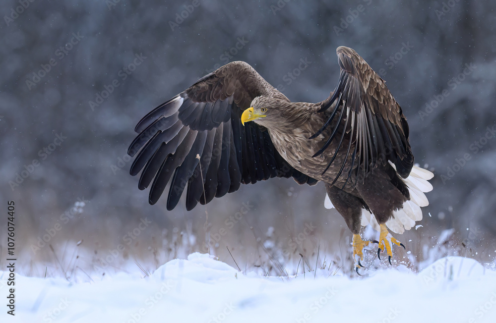 White tailed eagle ( Haliaeetus albicilla) White tailed eagle ( Haliaeetus albicilla)