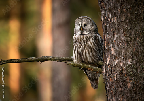 Great grey owl ( Strix nebulosa ) close up