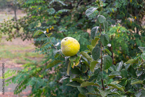 Lonely ripe quince on a green branch in the garden. Green leaves and grass