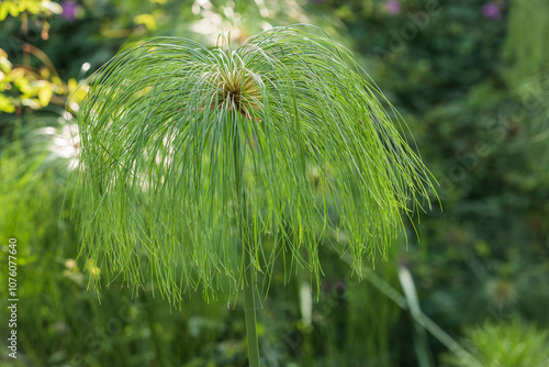 A papyrus plant found in a botanical garden. Cyperus papyrus, papyrus, papyrus sedge , paper reed , Indian matting plant, Nile grass photo