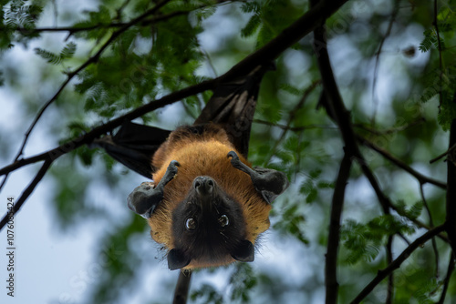 Fruit bat hanging upside down in Bharatpur, Rajasthan, India photo