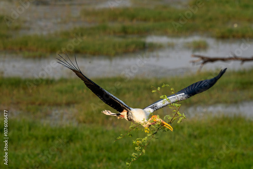 Painted stork in Bharatpur, Rajasthan, India 