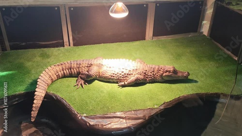 a dangerous crocodile warms itself under a lamp in a terrarium photo