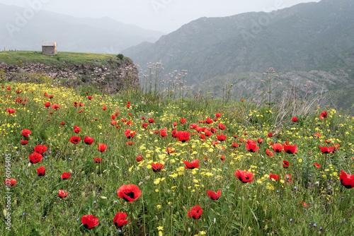 Blooming poppies on the edge of Debed canyon on the background of Surb Nshan church. Odzun, Armenia. photo