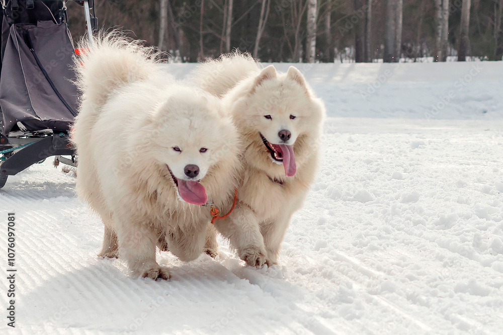 A running Samoyed dog in a sled dog race. Winter dog sled racing competition. A Samoyed dog in a sled pulls a skier and a sled with a musher. A running Samoyed dog in a sled dog race. Winter dog sled racing competition. A Samoyed dog in a sled pulls a skier and a sled with a musher.