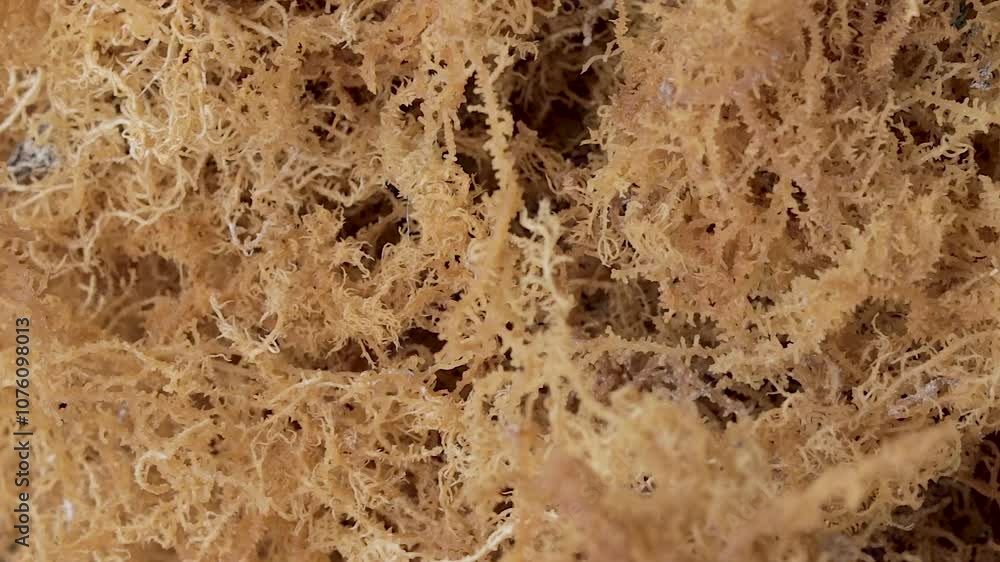 drying process of sea moss drying process of sea moss