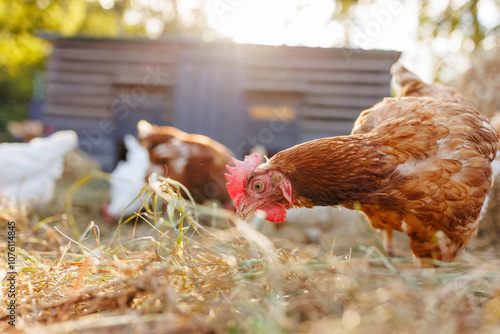 Bild auf Leinwand Brown hen pecking at feed in sunny farm yard, free range chickens on eco farm