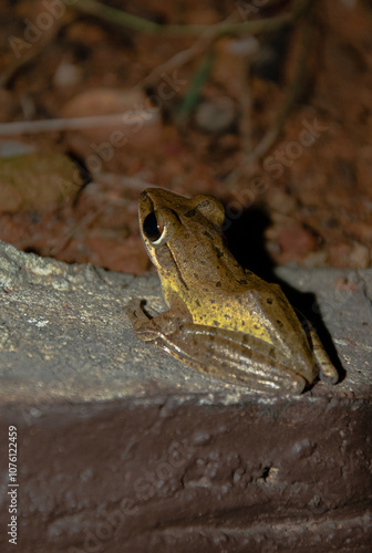 frog 