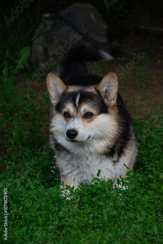 dog