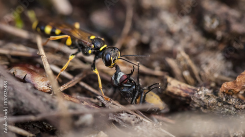 wasp with a hunted insect, wasp with a hunted fly, insect, wasp, predator, prey, macro, closeup, biology, ecology, yellow, black,