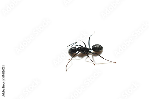 Wallpaper Mural Black ant insect, top view, on a white background. Torontodigital.ca