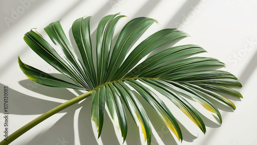 A crisp, isolated tropical green palm leaf with a smooth, waxy texture and delicate, feathery fronds, cut out from its natural surroundings, set against a clean, white background, with gentle, subtle 