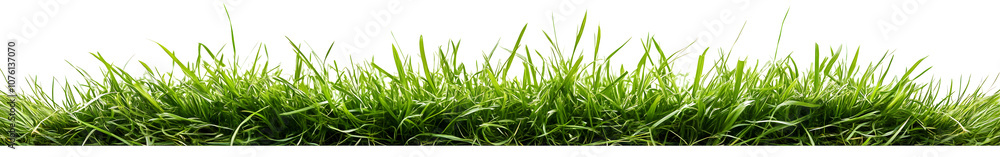 Fresh green grass isolated against a white background Fresh green grass isolated against a white background