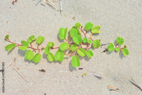 Ipomoea pes-caprae plant growing on sand photo