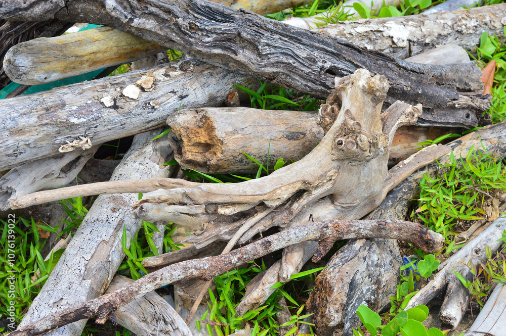 Tree trunks and branches lying on the beach for campfire Tree trunks and branches lying on the beach for campfire