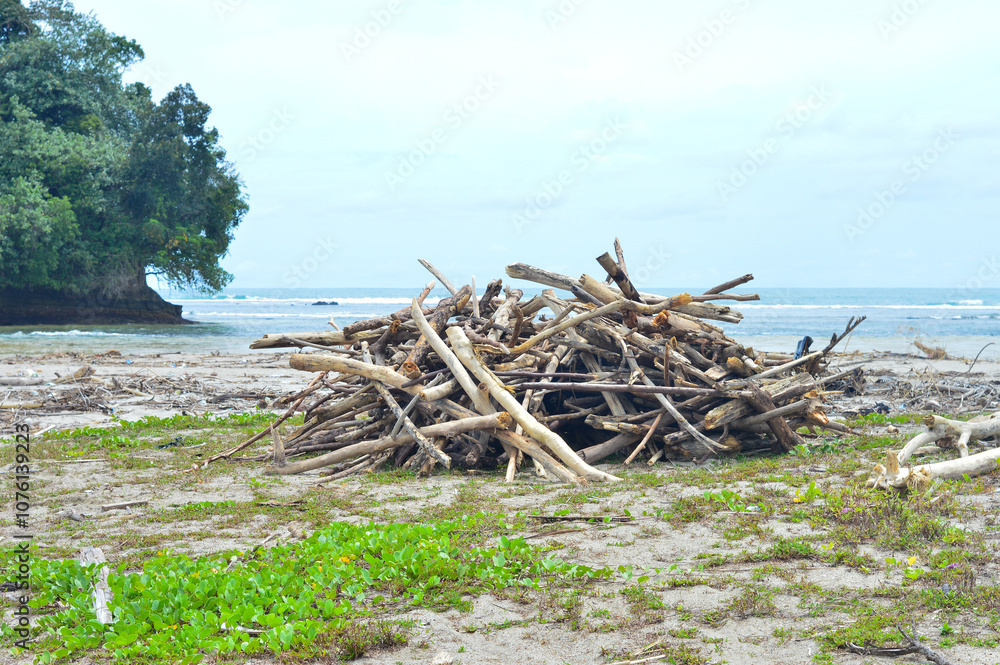 Tree trunks and branches lying on the beach for campfire Tree trunks and branches lying on the beach for campfire