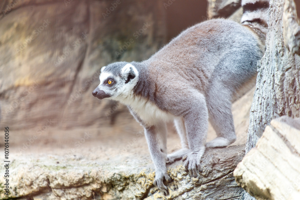 Naklejka premium A gray and white lemur is standing on a rock