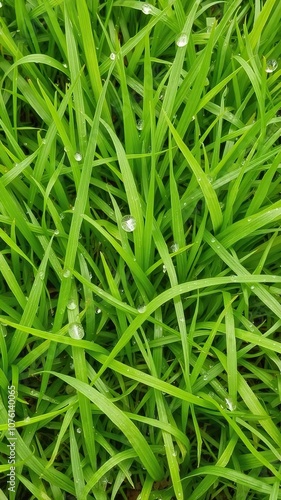 Vibrant green grass field with dew drops on each blade, rural, isolated