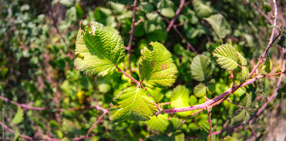 A close-up of green leaves on a thorny branch, showcasing vibrant textures and details. The background is filled with lush foliage, enhancing the natural setting. Selective focus. A close-up of green leaves on a thorny branch, showcasing vibrant textures and details. The background is filled with lush foliage, enhancing the natural setting. Selective focus.