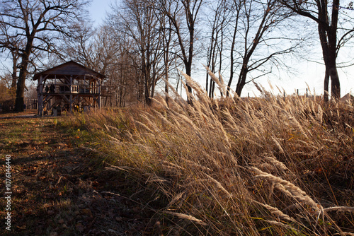 Beautiful autumn landscape: reeds grass blowing by wind, path, wooden arbour and autumn trees. Neutral colors. Concept of ecotourism, travel in autumn.