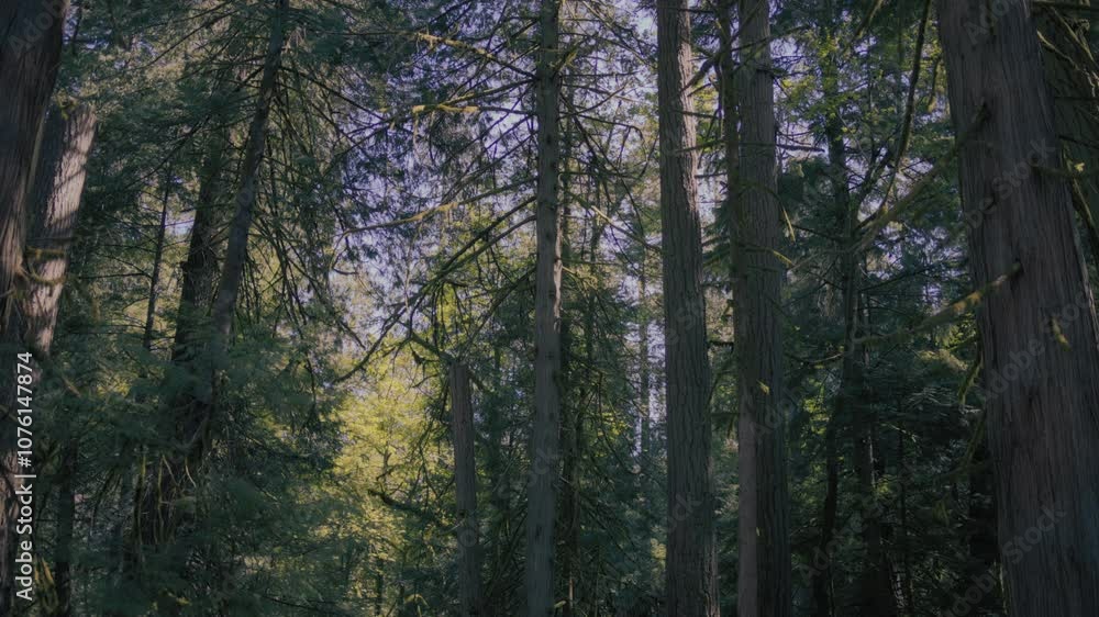 Douglas fir and pine trees growing in an old dense forest. Slow motion. Douglas fir and pine trees growing in an old dense forest. Slow motion.