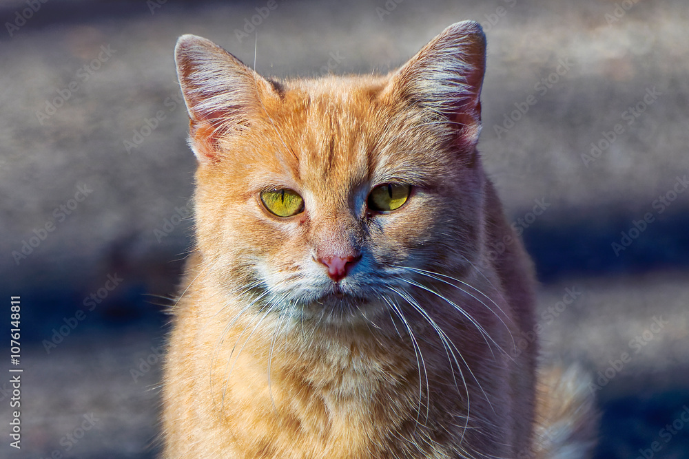 Fototapeta premium Close-up of a domestic cat's head