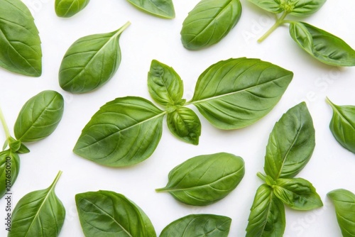 Green fresh basil leaves isolated on white background