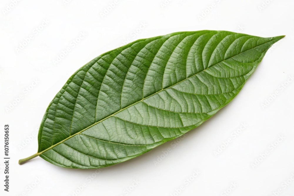 Obraz premium Green cocoa leaf isolated on a white background