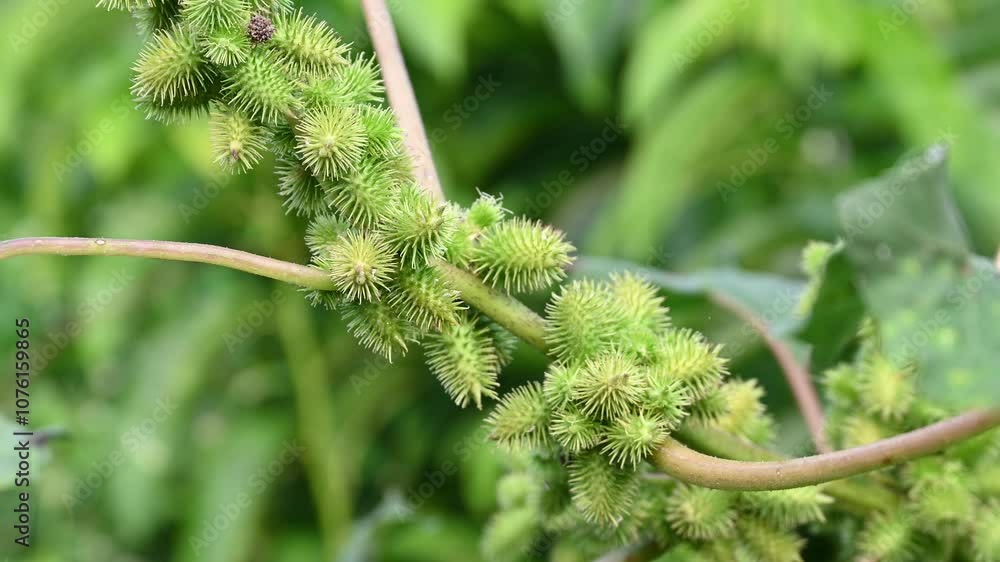 Xanthium strumarium (rough cocklebur, Noogoora burr, clotbur, common cocklebur, large cocklebur, woolgarie bur) herbs plants. Xanthium strumarium (rough cocklebur, Noogoora burr, clotbur, common cocklebur, large cocklebur, woolgarie bur) herbs plants.