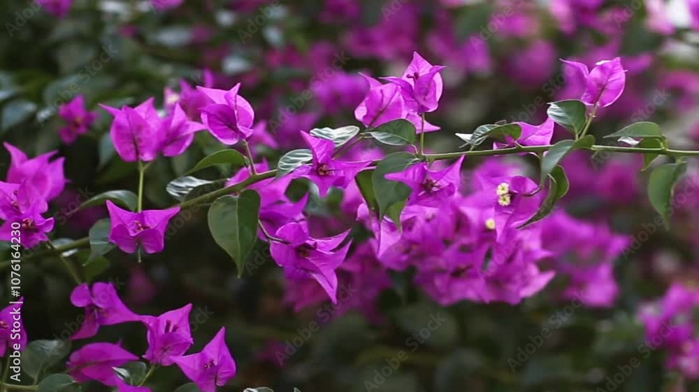 Bougainvillea flowers close-up swaying in the wind Bougainvillea flowers close-up swaying in the wind