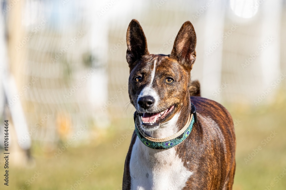 Purebred Brindle Basenji Running Lure Course Sprint Dog Sport Purebred Brindle Basenji Running Lure Course Sprint Dog Sport