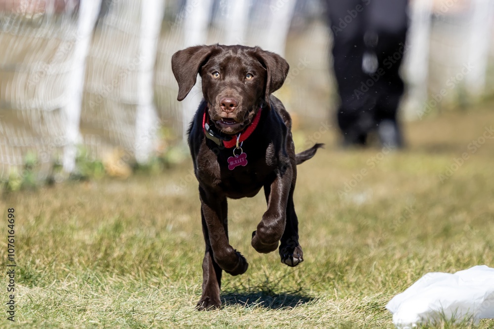 German Shorthaired Pointer Puppy Running Lure Course Sprint Dog Sport German Shorthaired Pointer Puppy Running Lure Course Sprint Dog Sport