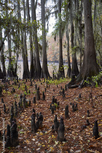 A large grouping of Cypress knees photo