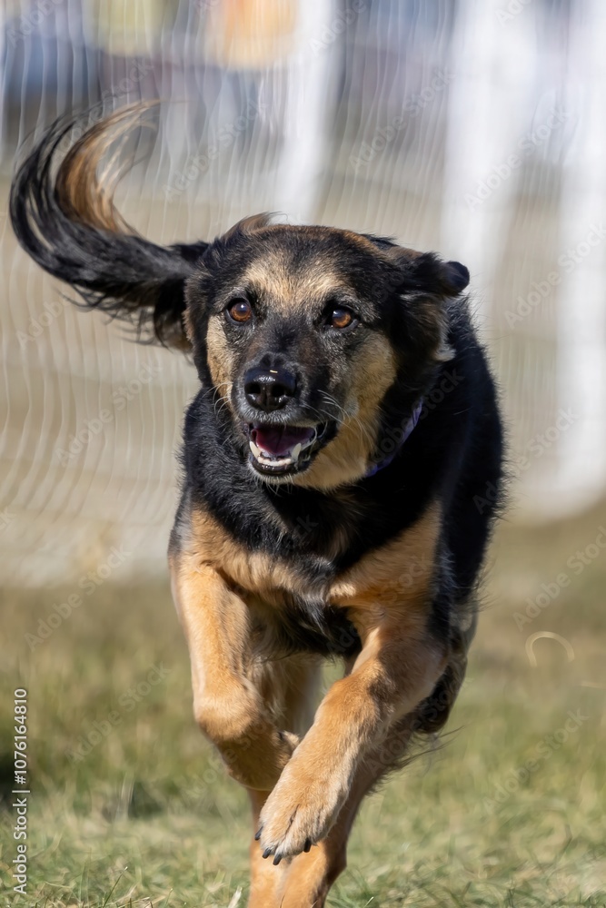 All American Mixed Breed Mutt Running Lure Course Sprint Dog Sport All American Mixed Breed Mutt Running Lure Course Sprint Dog Sport