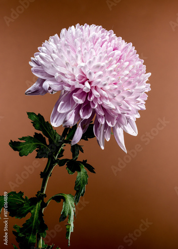 Fotografie Pink chrysanthemum Rossano dark on a brown background
