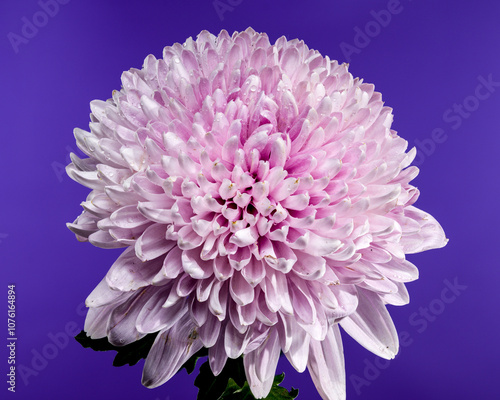 Photos Pink chrysanthemum Rossano dark on a purple background
