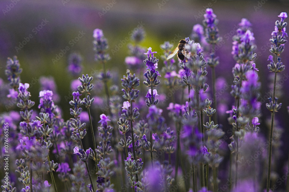 Fototapeta premium Lavender flowers on the field