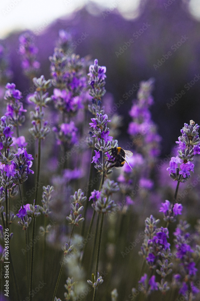 Fototapeta premium Lavender flowers on the field