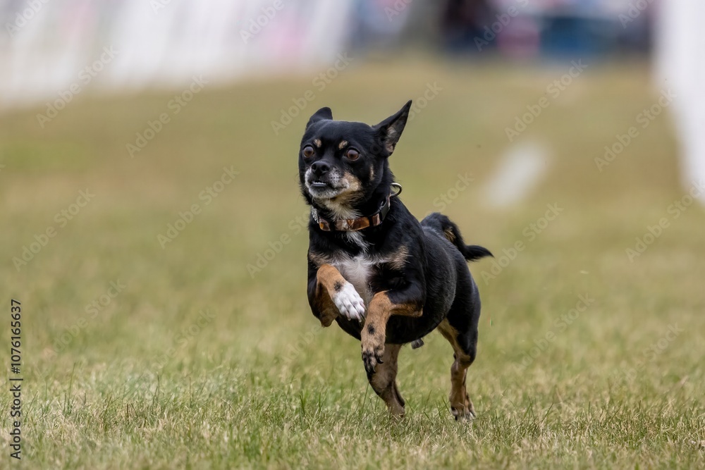 All American Mixed Breed Mutt Running Lure Course Sprint Dog Sport All American Mixed Breed Mutt Running Lure Course Sprint Dog Sport