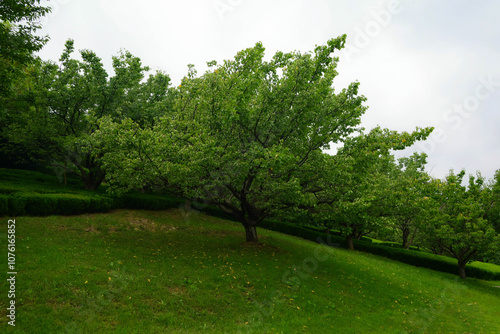 Green spreading tree in the park, Shandong province, China photo