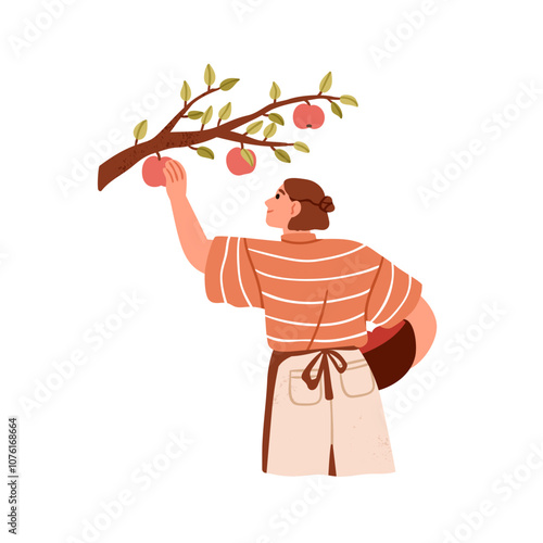 Woman picking apples from tree branch in country orchard. Female farmer gathering, collecting organic farm fruits, harvest. Rural countryside flat vector illustration isolated on white background