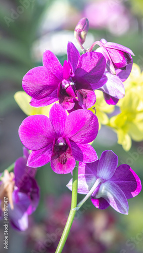 Purple flowering orchid. Beautiful purple orchid flower. Phalaenopsis orchid flower