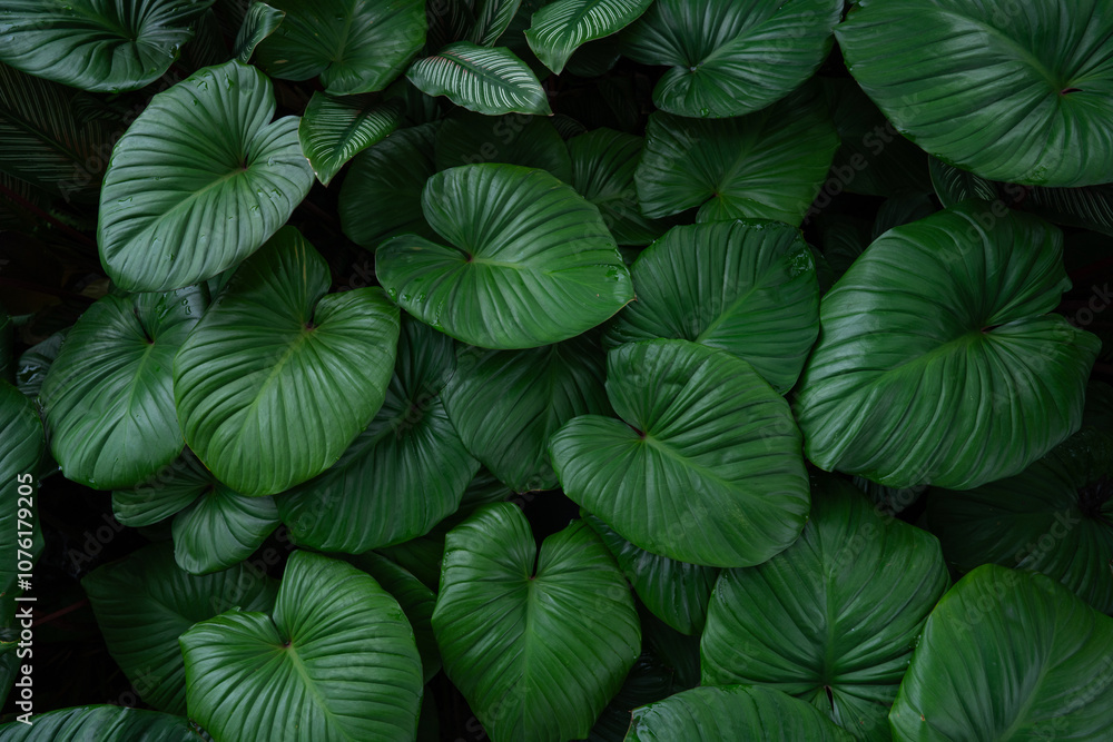 closeup nature view of green leaf texture, dark wallpaper concept, nature background, tropical leaf. closeup nature view of green leaf texture, dark wallpaper concept, nature background, tropical leaf.