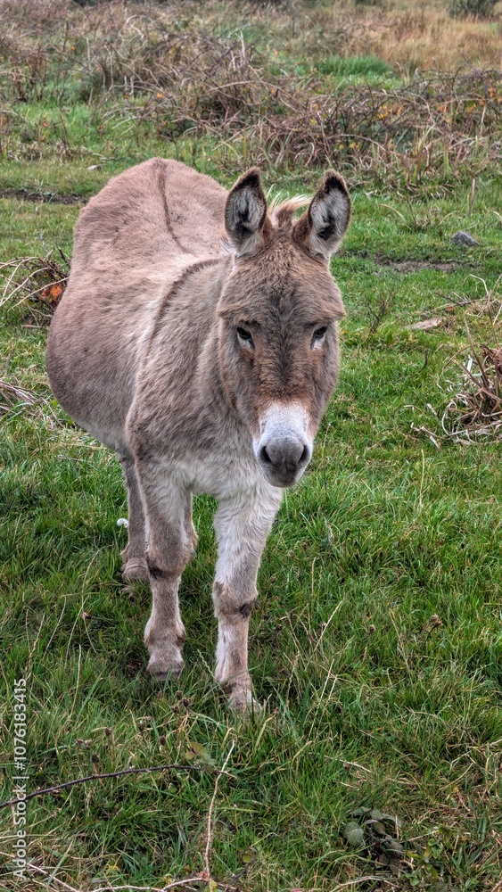 Cute little donkeys in the field, farm animals and wildlife, nature background