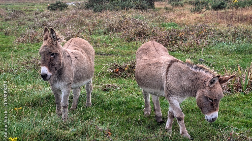 Cute little donkeys in the field, farm animals and wildlife, nature background