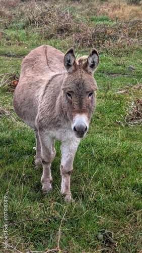 Obraz na płótnie Cute little donkeys in the field, farm animals and wildlife, nature background w salonie