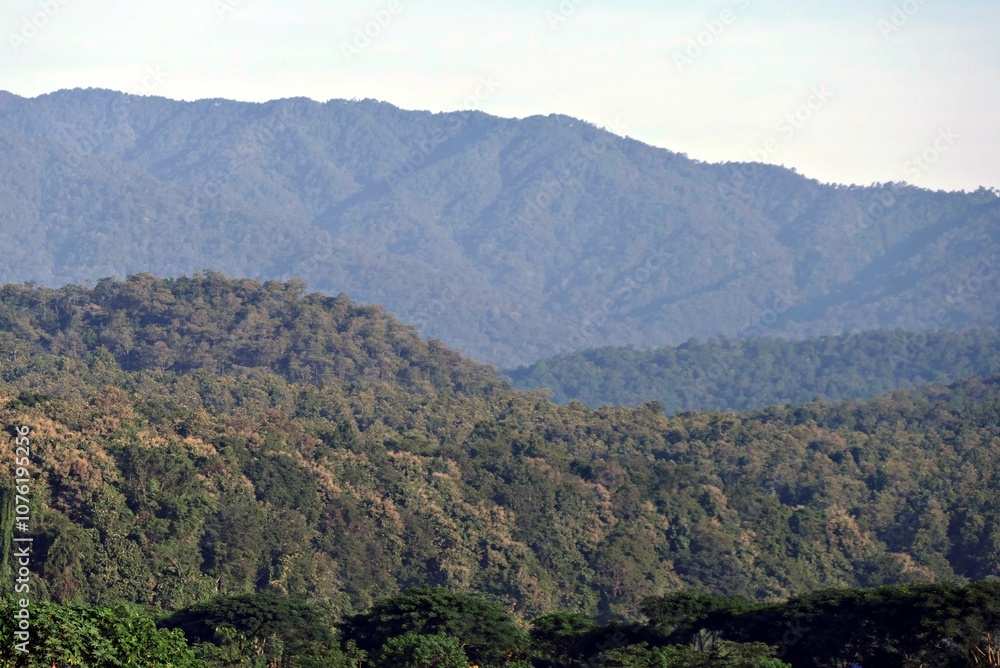 Fototapeta premium Lush forest landscape with distant mountains.
