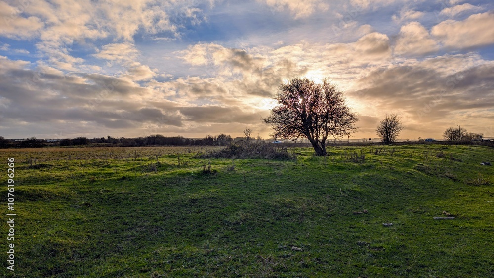 Beautiful landscape scenery with lonely tree in green field at sunset, nature background at Galway, Ireland