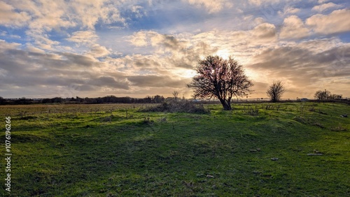Obraz na płótnie Beautiful landscape scenery with lonely tree in green field at sunset, nature background at Galway, Ireland w salonie